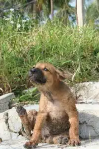 allergia-cani-200x300