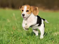 beagle
