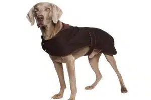 Cani con il cappottino: necessità o vezzo?