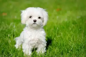 Il cane Maltese