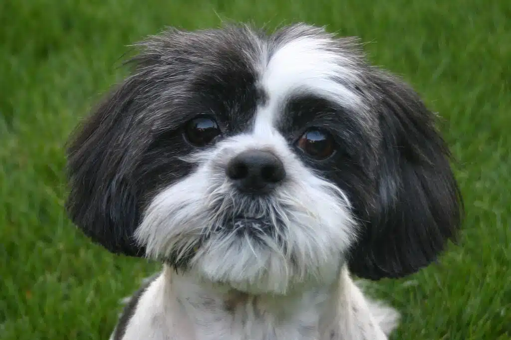 Il Cane Shih Tzu Caratteristiche Cura Ed Addestramento il-cane-shih-tzu-caratteristiche-cura-ed-addestramento