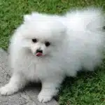Il cane volpino italiano