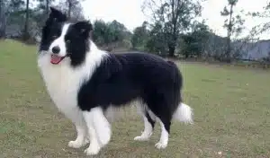 Border Collie