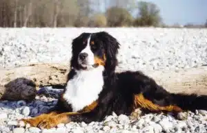 Bovaro del bernese