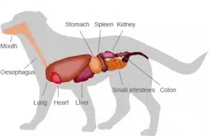 Blocco intestinale cane
