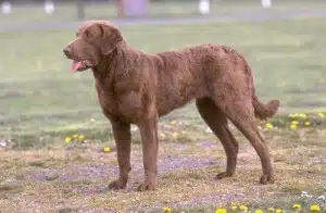 chesapeake bay retriever
