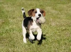 Cani da riporto