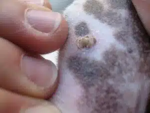 Vasculite cane