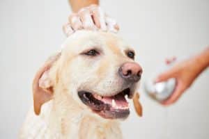 shampoo secco cane