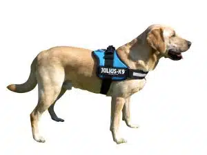 Pettorine Julius k9
