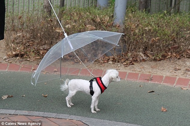 Ombrello con guinzaglio per la passeggiata del vostro cane neve/pioggia Namsan 
