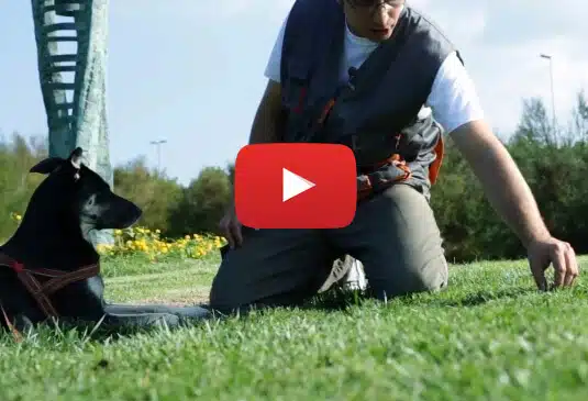 Videocorso educazione  del cane