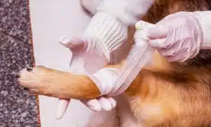 cerotti per cani