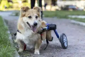 protesi per cani